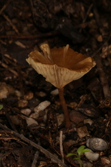 Crepidotus subfulviceps