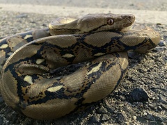Malayopython reticulatus