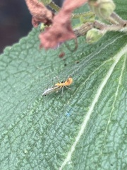 Reduviidae