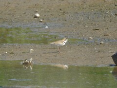 Charadrius collaris