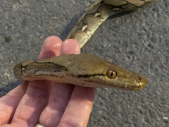 Malayopython reticulatus