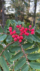 Sorbus sitchensis