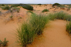 Cladoraphis cyperoides