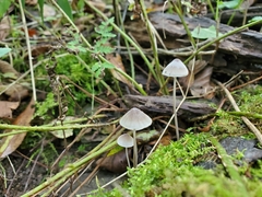 Mycena