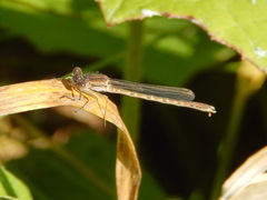 Sympecma paedisca