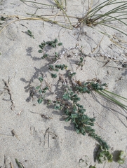 Crucianella maritima