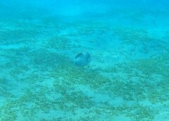 Pseudobalistes flavimarginatus