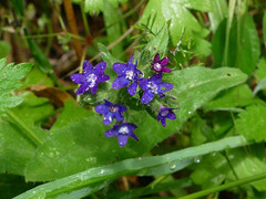 Anchusa