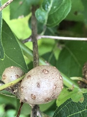 Dioscorea polystachya