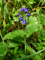 Anchusa