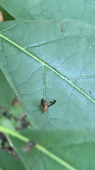 Toxonevra superba