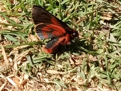 Metardaris cosinga