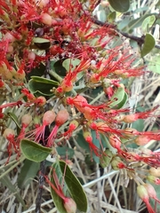 Combretum microphyllum