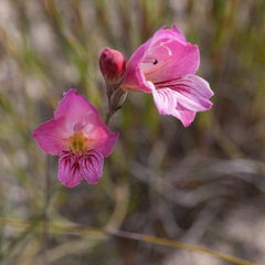 Gladiolus hirsutus