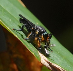 Laphriini