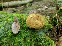 Scleroderma areolatum