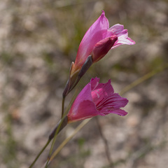 Gladiolus hirsutus