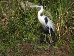 Ardea cocoi