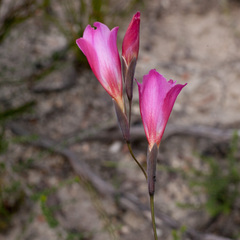 Gladiolus hirsutus