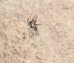 Menemerus bivittatus