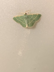 Chlorochlamys phyllinaria