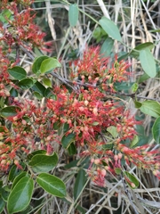 Combretum microphyllum