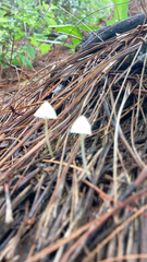 Mycena epipterygia