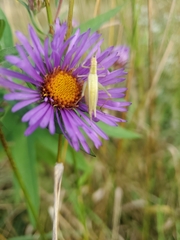 Oecanthus nigricornis