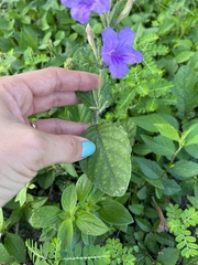 Ruellia ciliatiflora