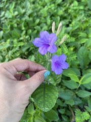 Ruellia ciliatiflora