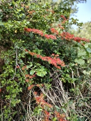Combretum microphyllum