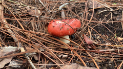 Russula cremoricolor