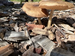 Pluteus cervinus