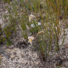 Gladiolus carinatus