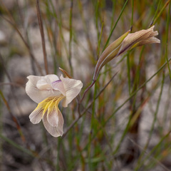 Gladiolus carinatus
