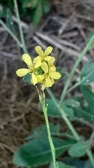 Rhamphospermum nigrum