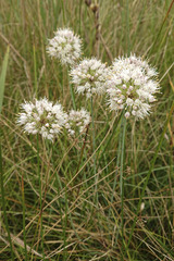 Allium suaveolens