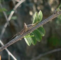 Cycloptilum comprehendens