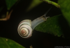 Posorites conscendens