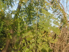 Jacaranda mimosifolia