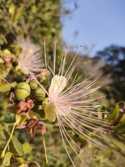 Capparis tomentosa