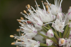Anthocomus rufus