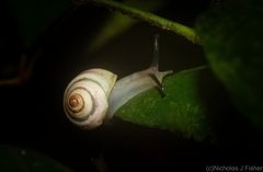 Posorites conscendens