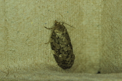 Choristoneura fumiferana