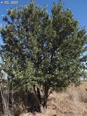 Quercus ithaburensis