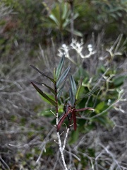 Dendrobium verruciferum