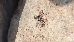 Menemerus bivittatus