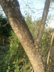 Jacaranda mimosifolia