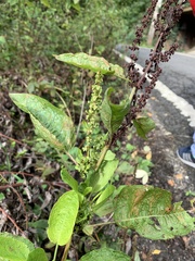 Rumex obtusifolius