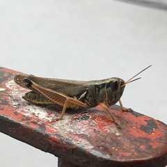 Melanoplini